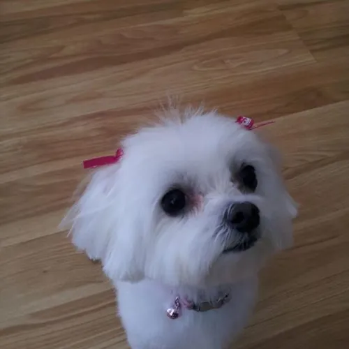 haru